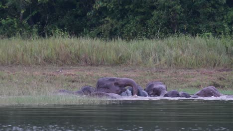 Los-Elefantes-Asiáticos-Están-En-Peligro-Y-Esta-Manada-Se-Divierte-Jugando-Y-Bañándose-En-Un-Lago-En-El-Parque-Nacional-Khao-Yai