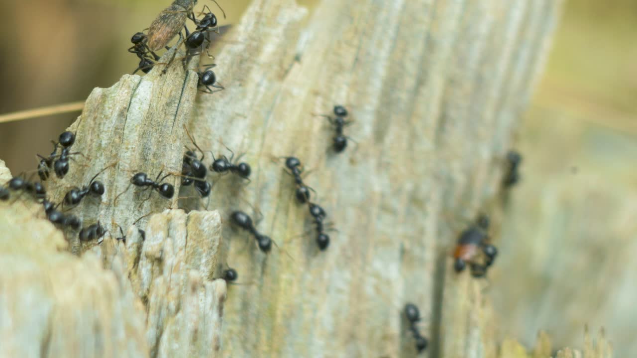 Silky ants move on the nest, anthill with silky ants in spring, work and life of ants in an anthill, sunny day, closeup macro shot, shallow depth of field