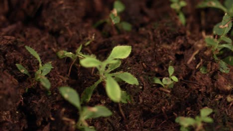 brotes jóvenes que brotan del suelo. plántulas en crecimiento. brotes en la plantación