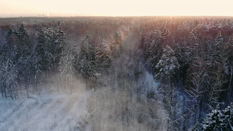 aerial view on the forest hills during winter sunset. crowns of coniferous trees are lighted up by a bright setting sun.