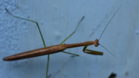 praying mantis is an insect that belongs to the order mantodea, hd video