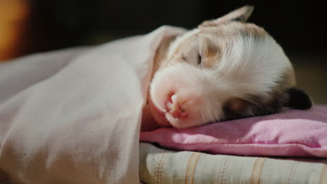 cute newborn puppy sleeping in bed 02