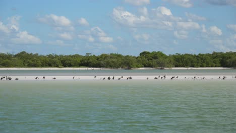 establecimiento de tiro, desplumados de pájaros en el banco de arena de baja sur, méxico, vista panorámica del bosque de manglares y cielo azul en el fondo