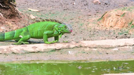 green iguana searching for food near pool, singapore