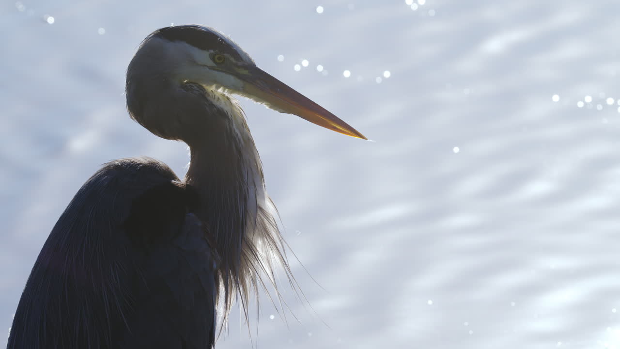 Great Blue Heron Backlit Close Up on Water