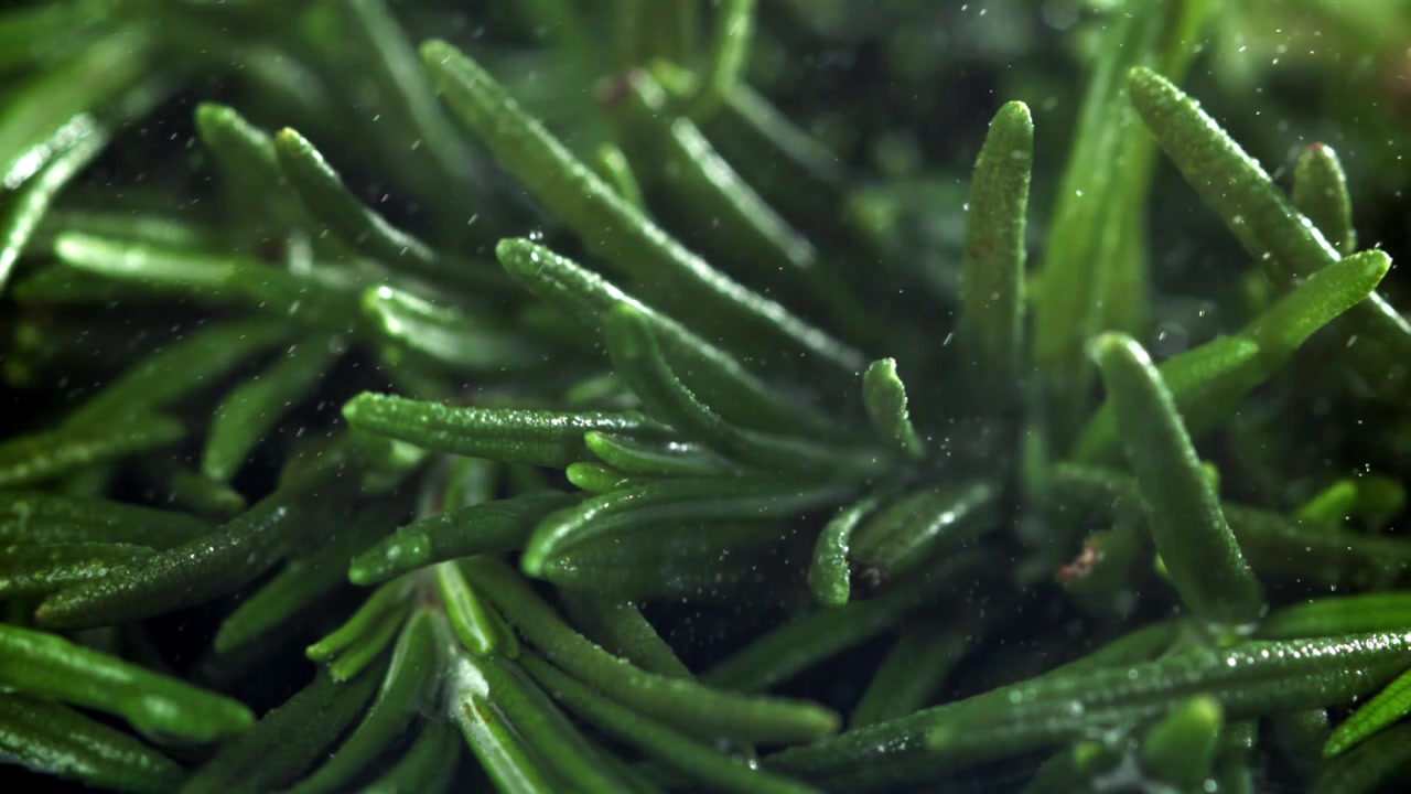 Gocce d'acqua che cadono su foglie di rosmarino fresche e verdi.