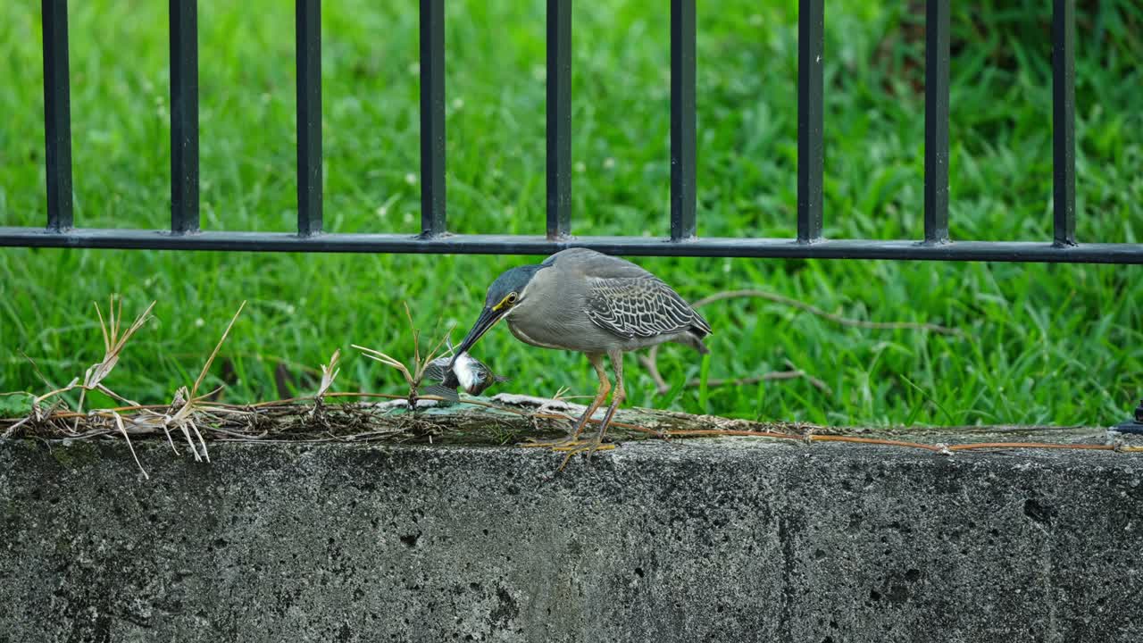 Striated Heron Holding Small Fish In Its Beak While Standing On Concrete Wall With Black Metal Fence. close-up shot