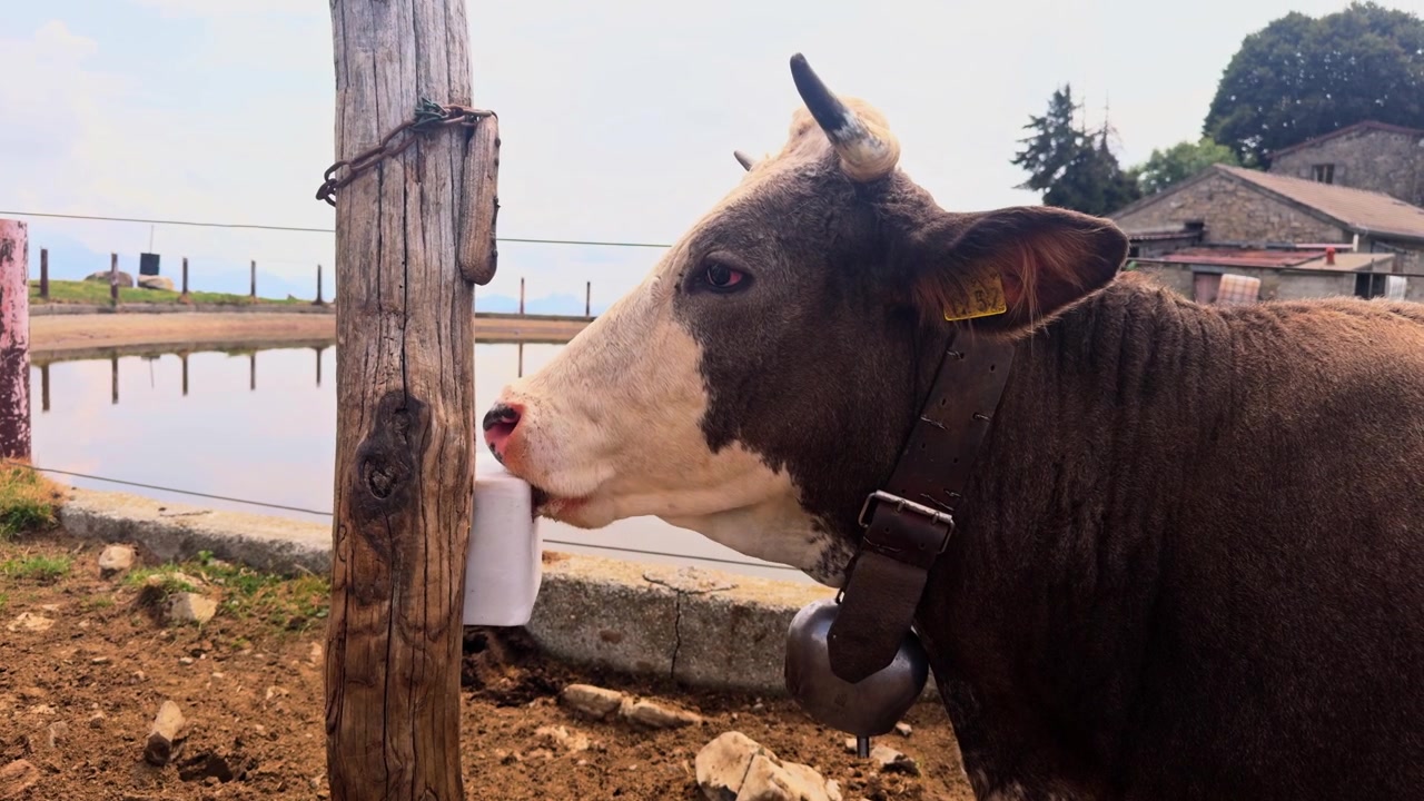 Detail hnědobílé krávy s velkým zvoncem olizující solný liz v ohradě na farmě. Rustikální alpská zemědělská scéna v Tremezzině, Itálie.
