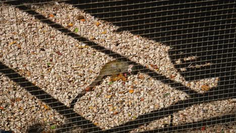 Ein-Eingesperrter-Affe,-Der-In-Dieser-Tierfarm-Auf-Dem-Boden-Einschläft