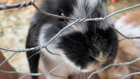 k cute bunny rabbit asking for a carrot