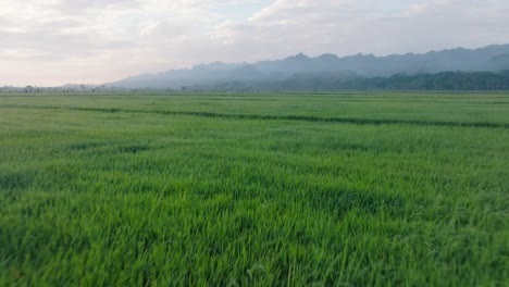 drone volando bajo sobre campos de arroz verde con montañas en el fondo, sabana de la mar en república dominicana