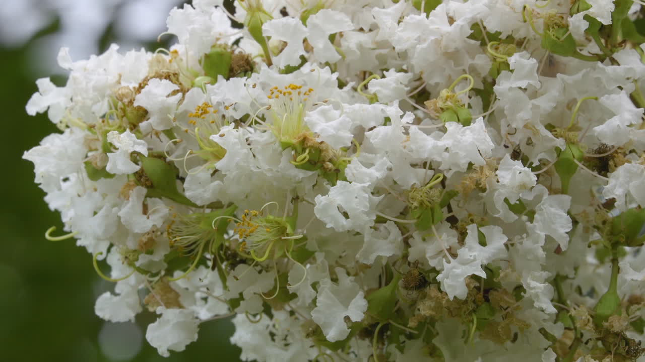 árbol de mirto crepé que florece con flores blancas en primavera