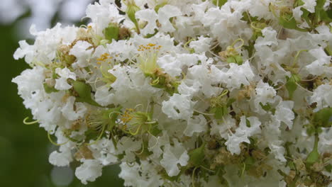 árbol-De-Mirto-Crepé-Que-Florece-Con-Flores-Blancas-En-Primavera