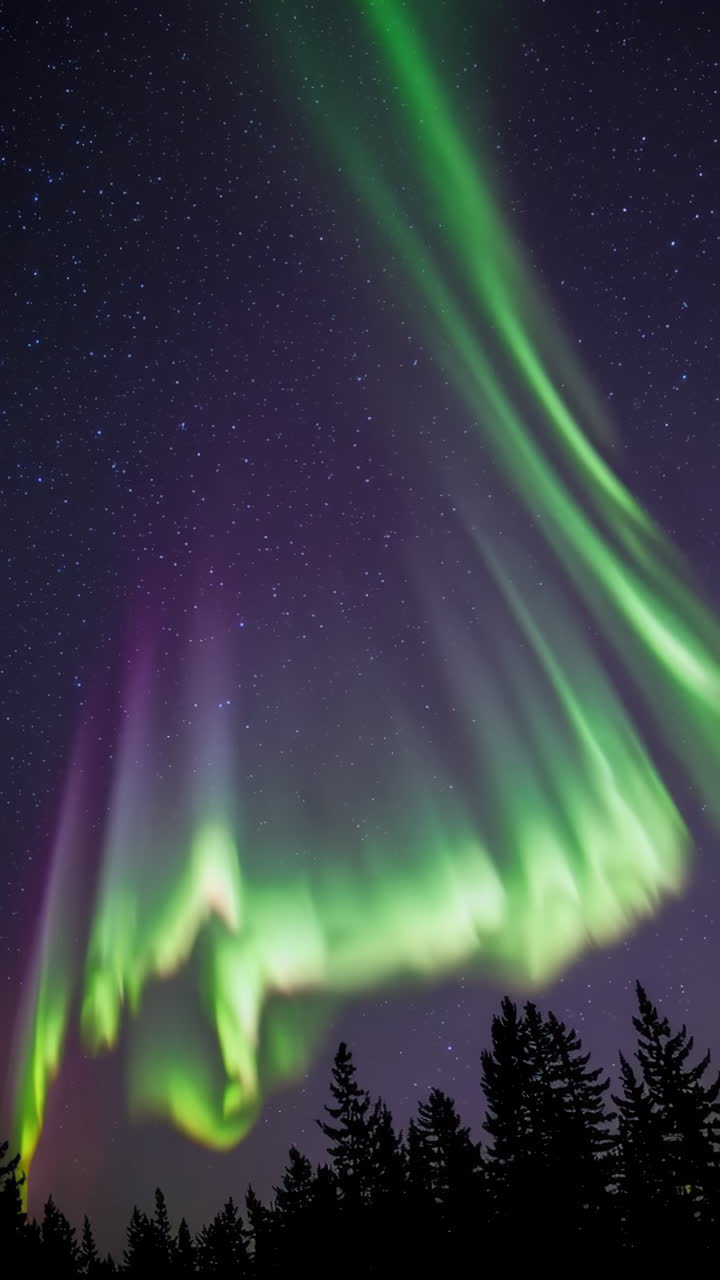 Aurora Borealis over a Forest
