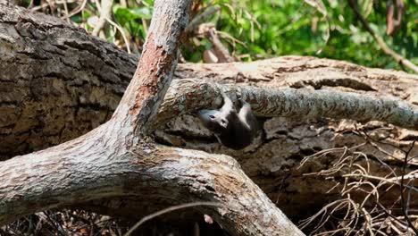 seen under a tree biting off the bark trying to find so substance to eat, finlayson's squirrel, callosciurus finlaysonii, khao yai national park, thailand