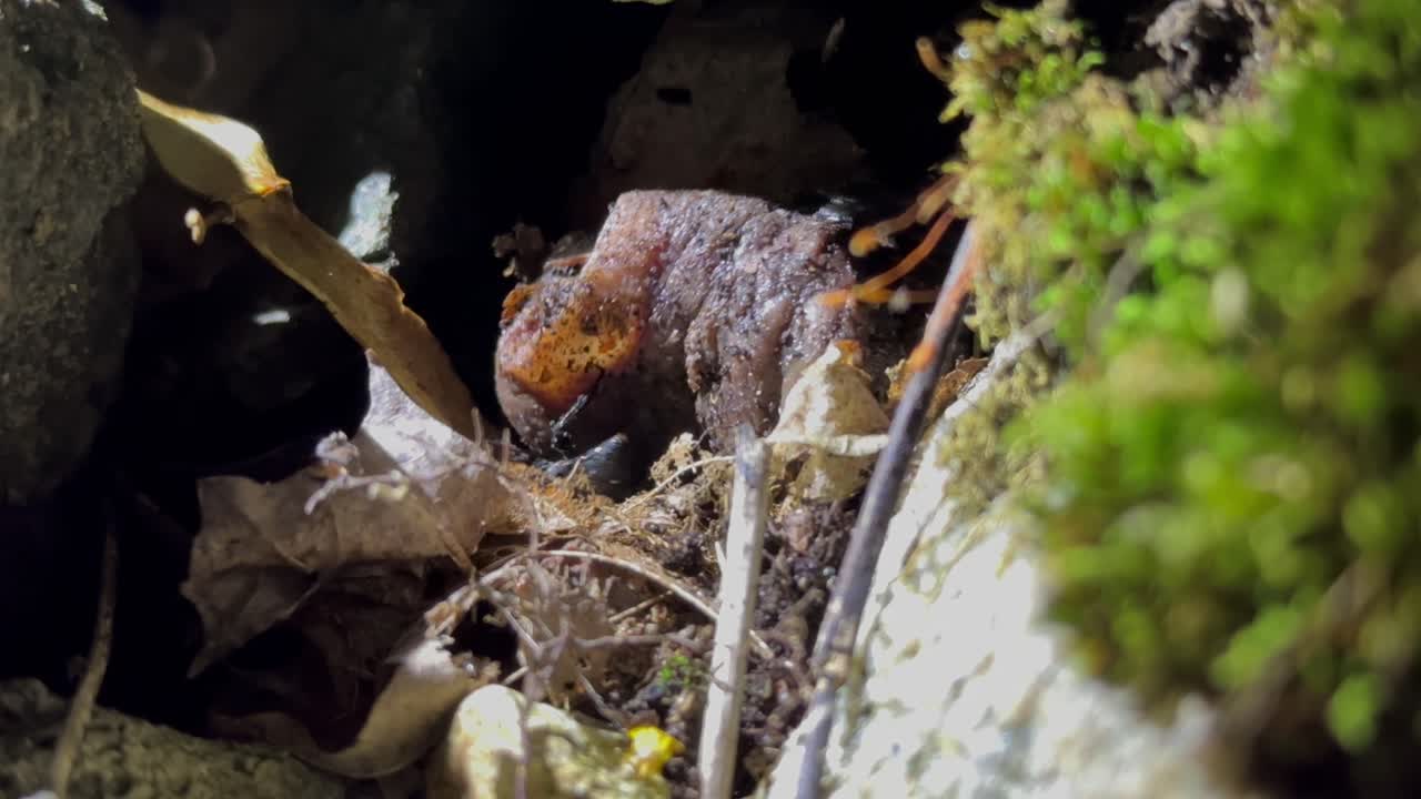 Burying beetles (Nicrophorus marginatus) trying to move a piece of rotting meat