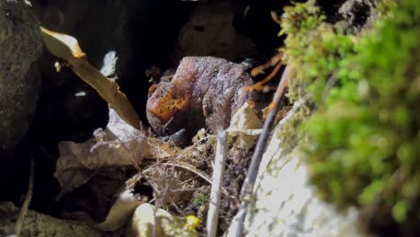 burying beetles (nicrophorus marginatus) trying to move a piece of rotting meat