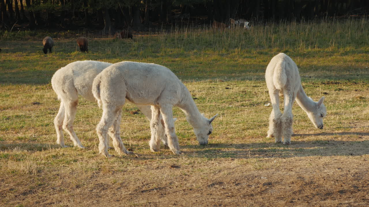 dos alpacas pastando en un campo
