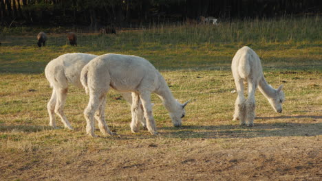 two alpacas grazing in a field