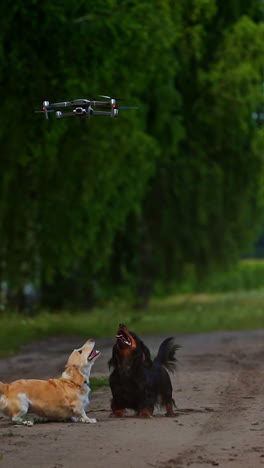 funny dogs outdoors. well-groomed dogs bark on a drone flying over their heads. group of beautiful pedigree pets among green nature. vertical video