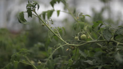 Vegetables-grow-in-a-greenhouse