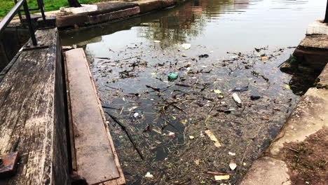 Rubbish-and-dead-birds-in-the-canal