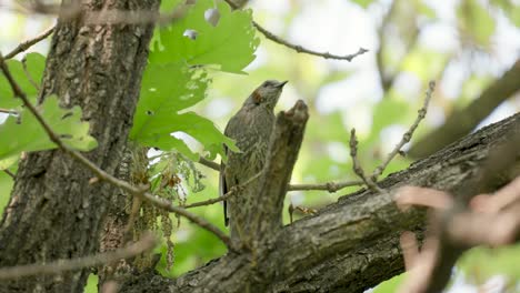 un bulbul de orejas marrones encaramado en un árbol y vuela a cámara lenta