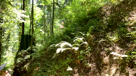 asiatische frau, die nach oben und rechts schaut, während die kamera nach rechts schwenkt und sich nach oben neigt, um majestätische hohe redwood-bäume auf der seite des berges zu enthüllen