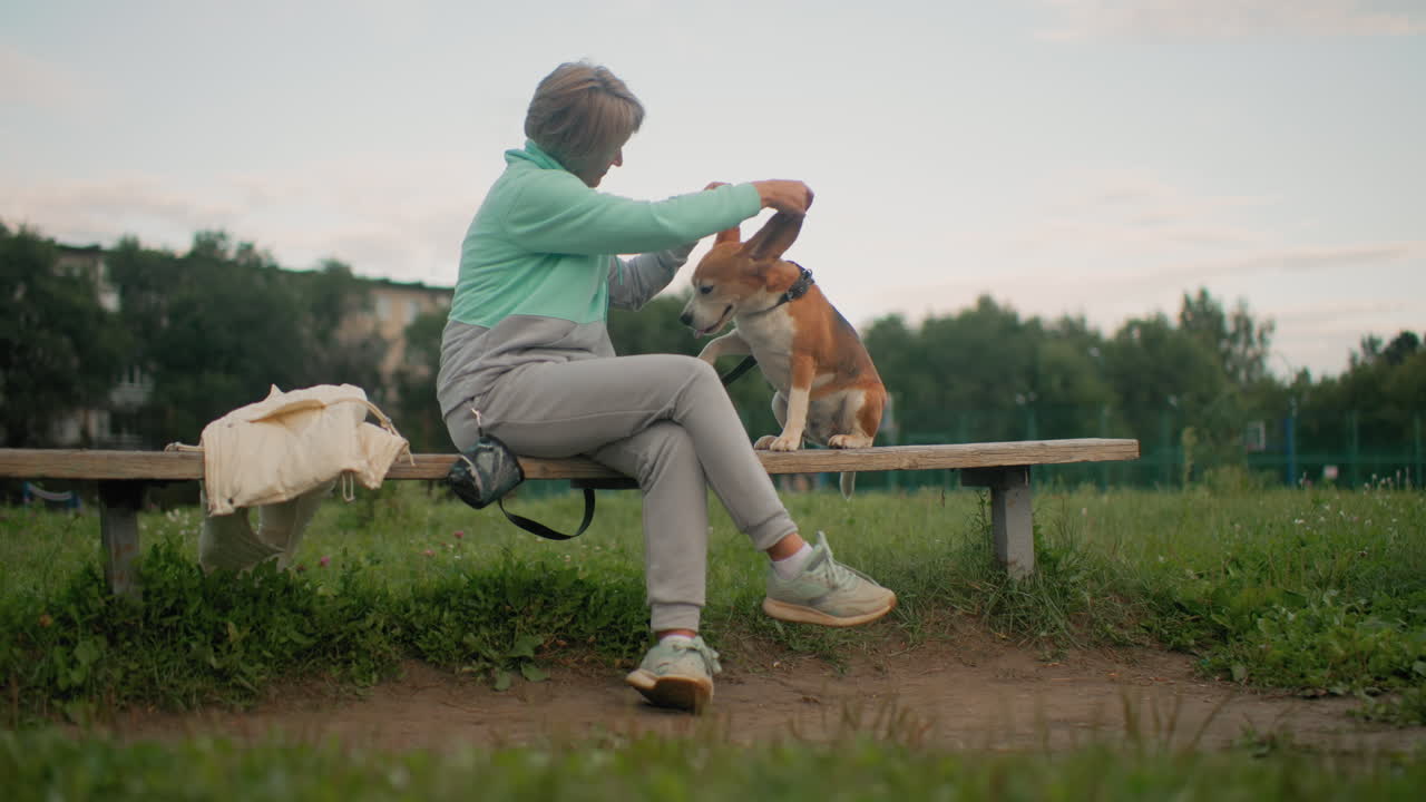Dog owner seated on podium bench gently teaches happy beagle how to greet by lifting paw during outdoor training session in grassy field under clear sky with joyful interaction and bonding moment