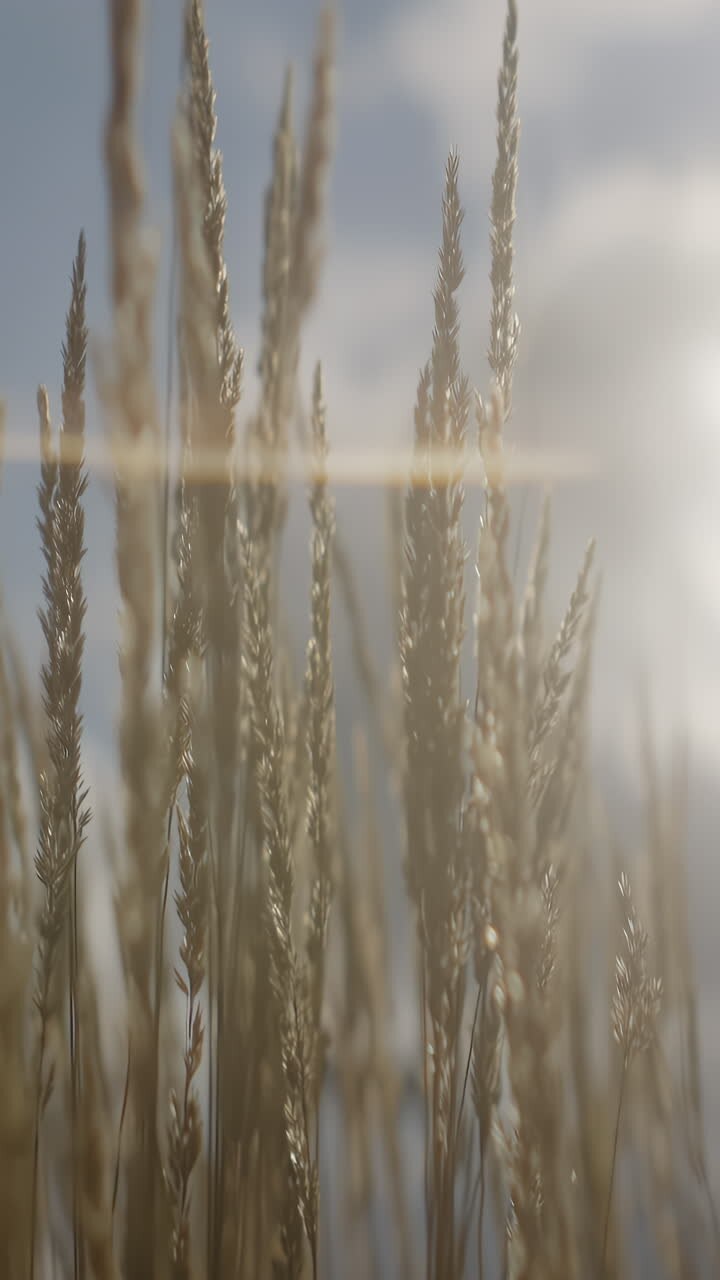Luce solare dorata sull'erba secca.
