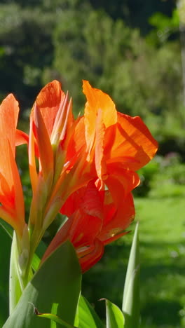 orange canna lily in a garden