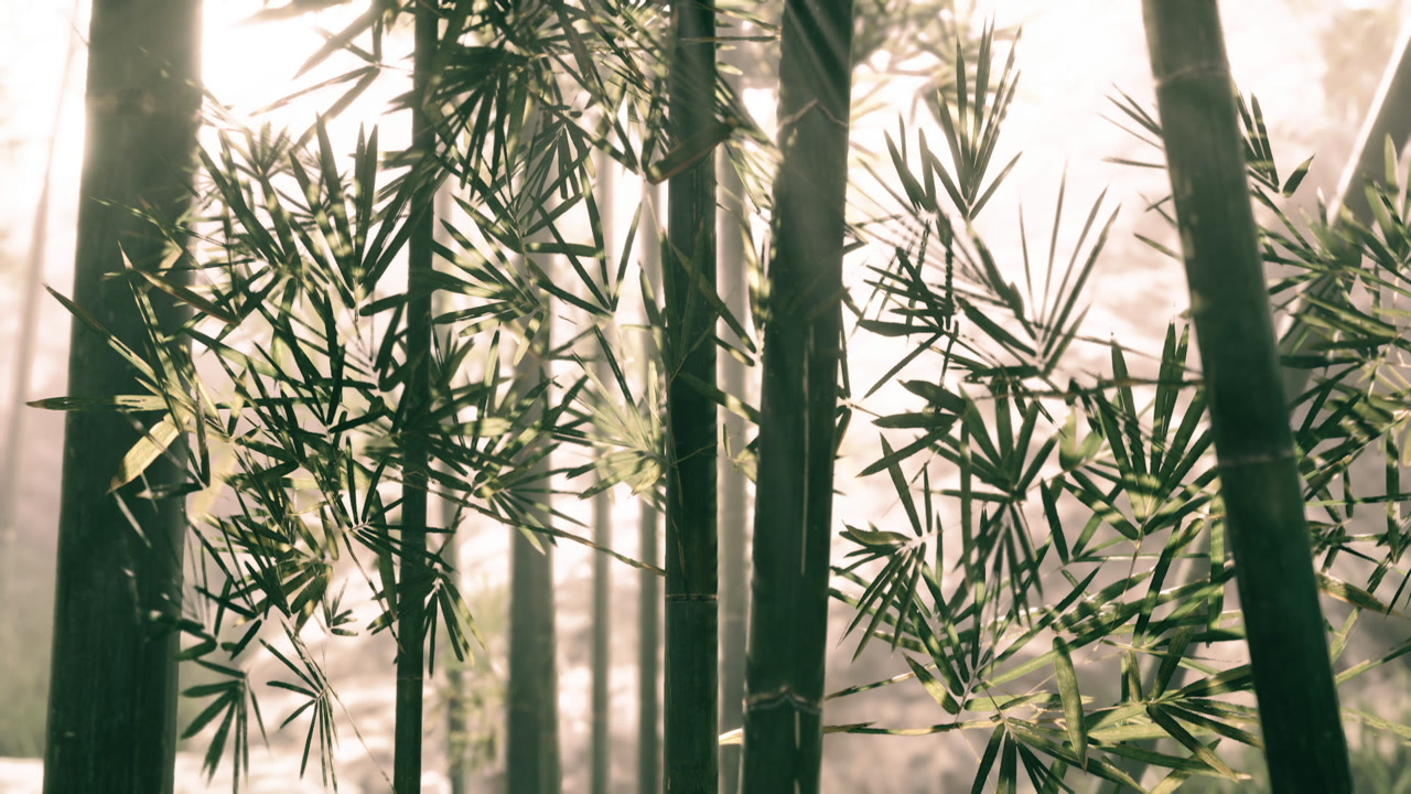 Bamboo forest with mist creating a serene and tranquil atmosphere