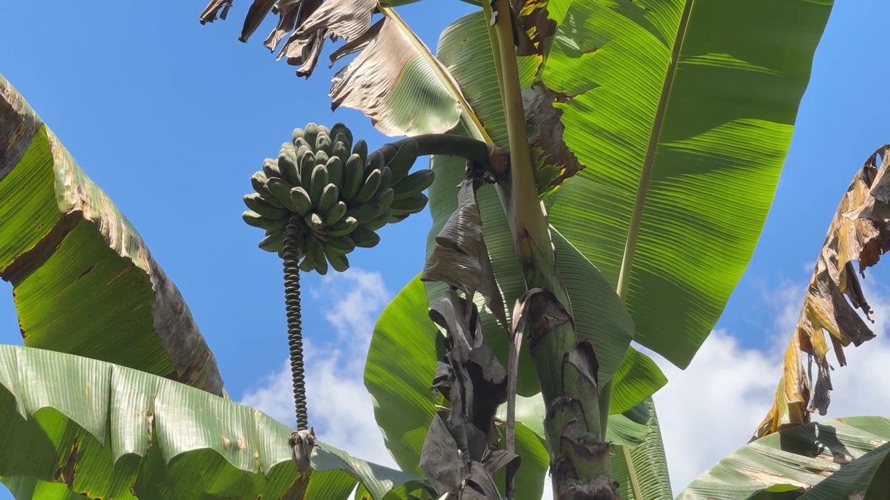 Racimo de plátanos verdes creciendo en un árbol tropical