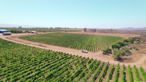 Drone-Vuela-Sobre-El-Vasto-Paisaje-De-Viñedos-En-El-Valle-De-Limari,-Chile