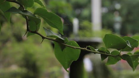 green branch with leaves and spider web