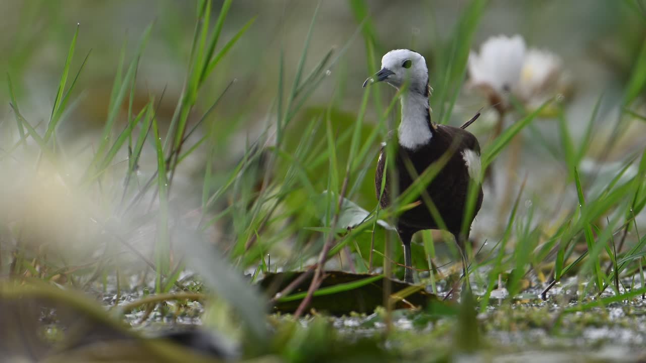 fotografía en primer plano de la jacana de cola de faisán por la mañana
