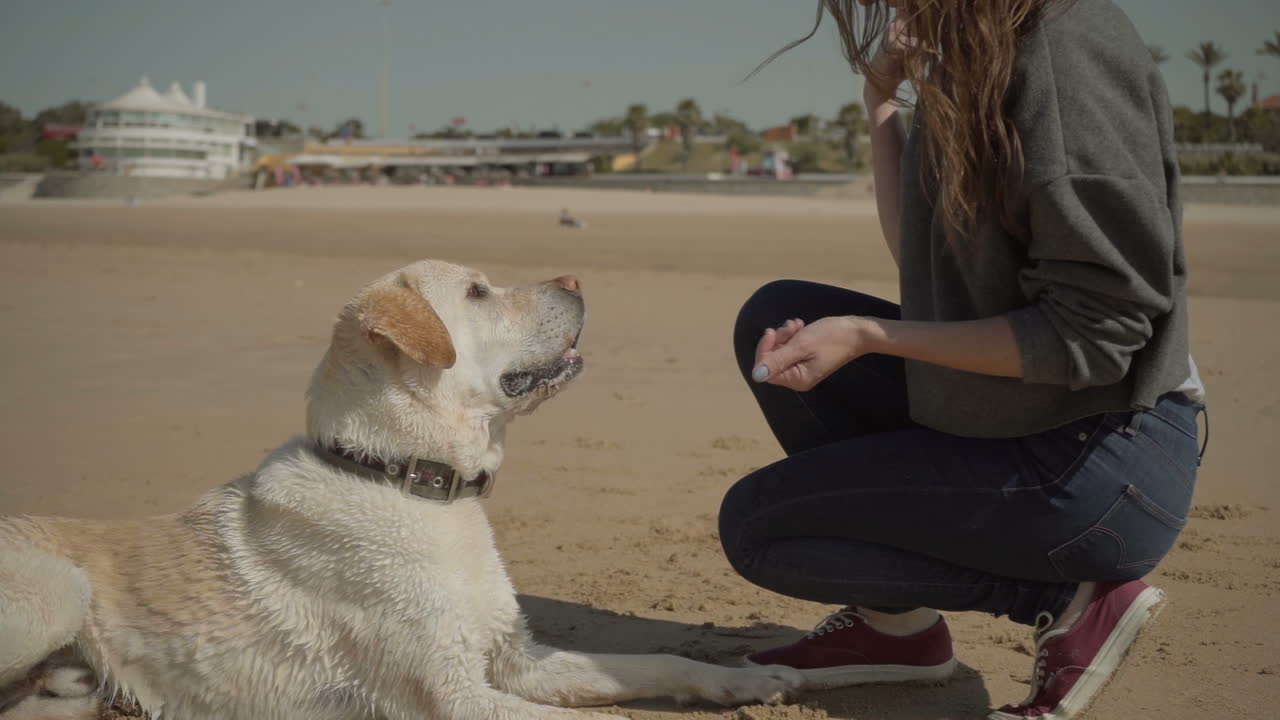labrador adulto y lindo dando patas al dueño en una playa de arena.