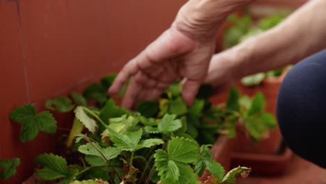 Old-woman-gardening-on-balcony