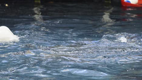 sea lion splashing in zoo pool