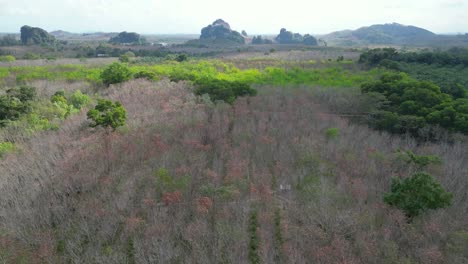 Luftaufnahme-Von-Gummibäumen-Im-Süden-Thailands