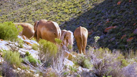 group of elephants loxodonta africana bask in morning sun and feeding together