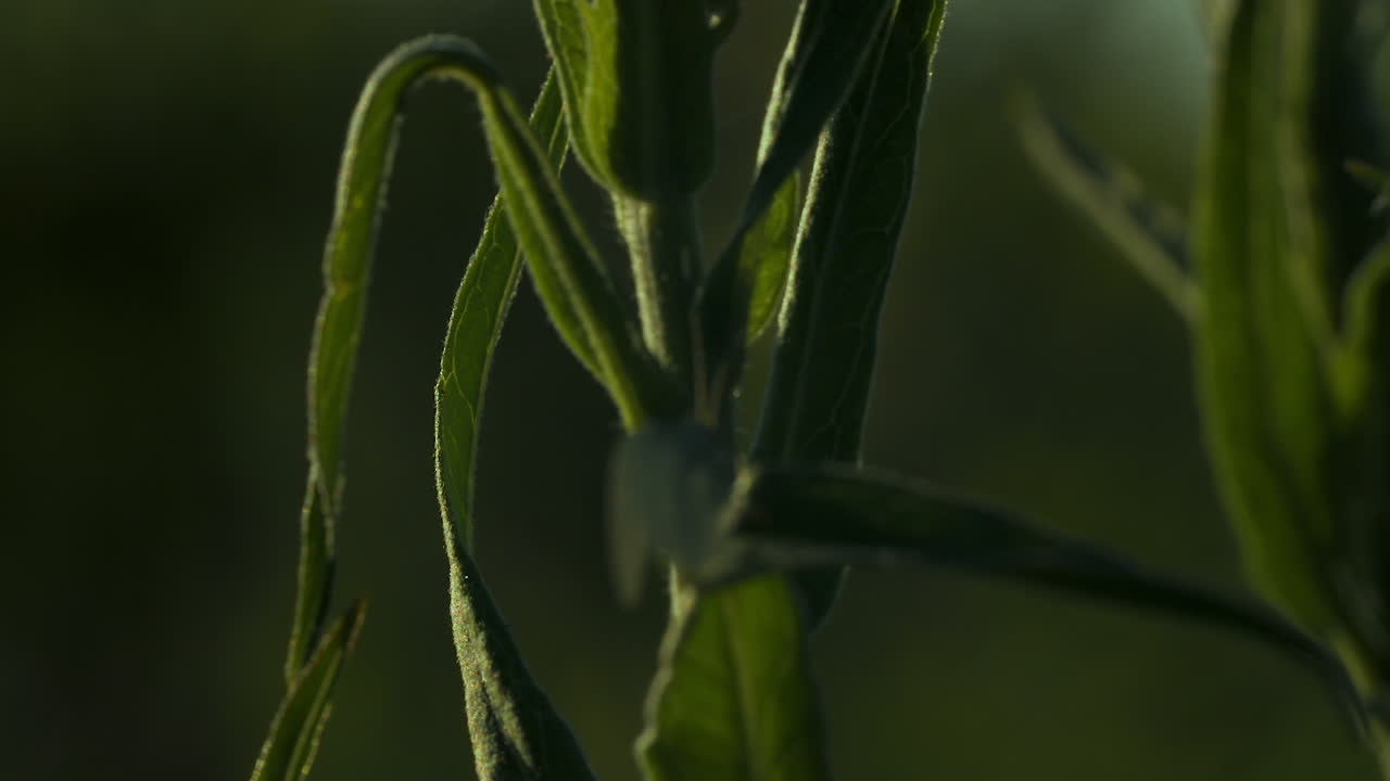 primer plano de las hojas y el tallo de la planta