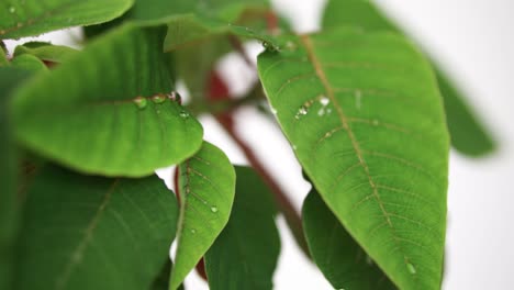 vista detallada de pequeñas gotas de agua cayendo sobre hojas verdes brillantes de poinsettia mientras algunas se aferran a ellas y otras se deslizan hacia abajo, en cámara lenta