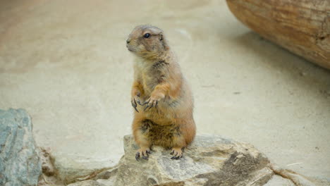 Alerted-Black-tailed-Prairie-Dog-Standing-on-Hind-Legs-on-Stone-Looking-Around