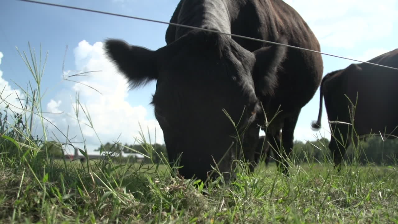 mucca che mangia erba