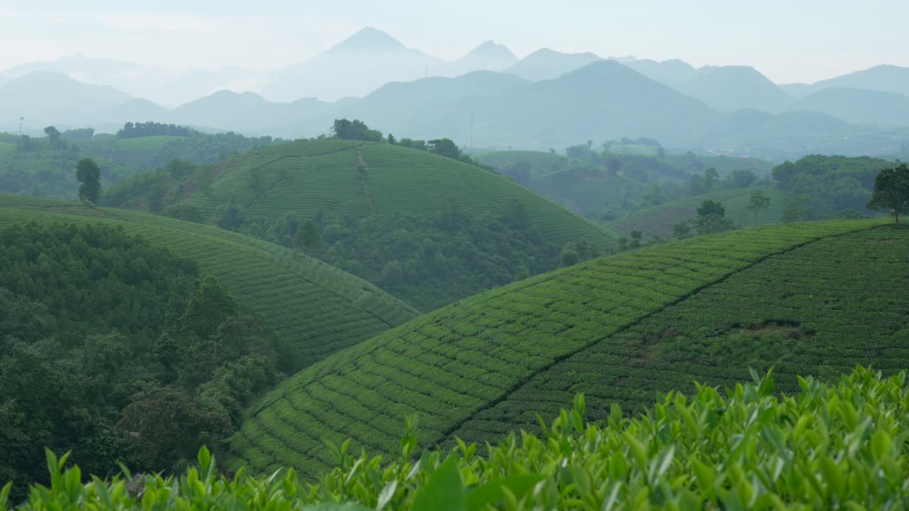 Tea leaf plantation hills Long Coc good weather agriculture green landscape Vietnam