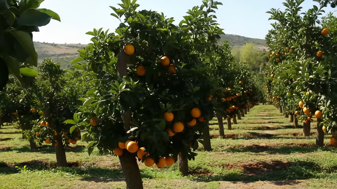 Aranceto con frutti maturi.