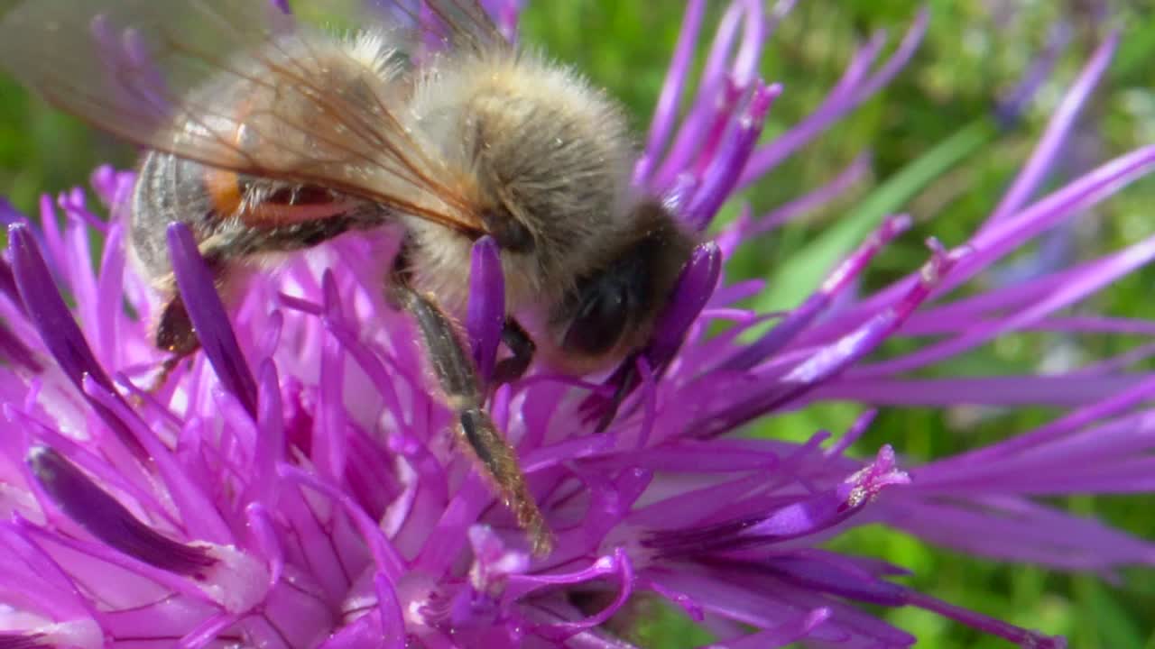 macro de cámara lenta de abeja trabajando en flores dulces durante el sol en la temporada de primavera