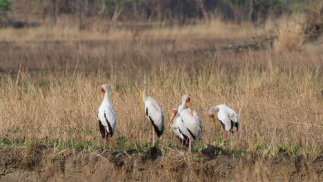 africa - a cluster of yellow-billed storks standing on the arid grassy terrain - static shot