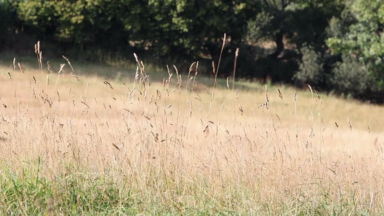 Grass seed heads moving in a breeze at the edge of a brown, dry meadow after a during a dry Summer. Wales